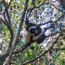 Schwarzweißer Lemur