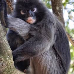 Südlicher Brillenlangur