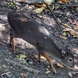 Blue Duike, kleineste Antilopenart