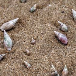 Senkrechte Schnecken