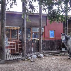 Mit Pferd in die Kneipe