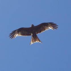 A kite flying above us