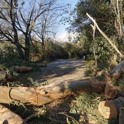 5 große Bäume hat es im Ort getroffen