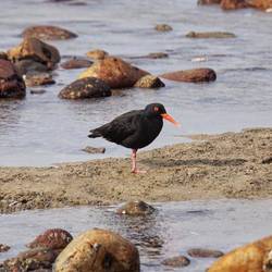Oystercatcher