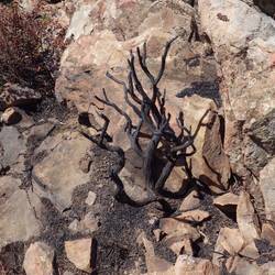 Burnt tree probably from lightning