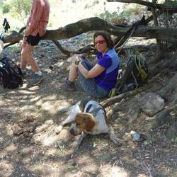 a stray dog at our lunch stop