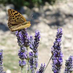 Butterfly on lavender