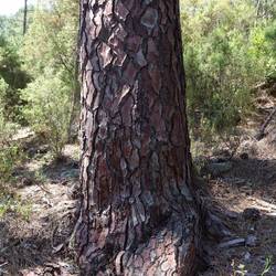 Corsican pine