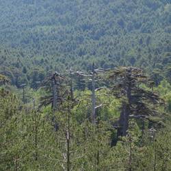 Umbrella pine trees