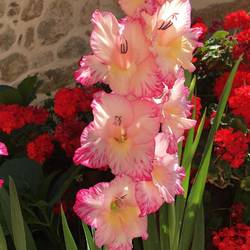 Flowers outside of Chez Felix