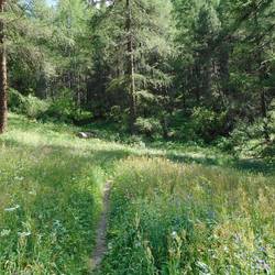 alpine meadow