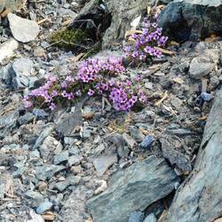 Pretty much the only thing growing at the edge of the plateau