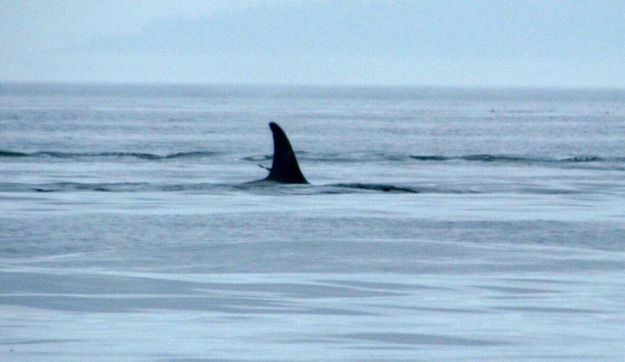 Orca