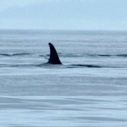 Orca