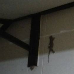 Tokehs gehören auch zu der Familie der Geckos, sind aber bis zu 35 cm groß und in jungen Jahren hellblau mit o