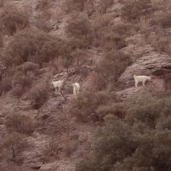 goats up the mountainside next to the hotel