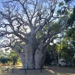 Boab tree in the Wyndham Caravan Park