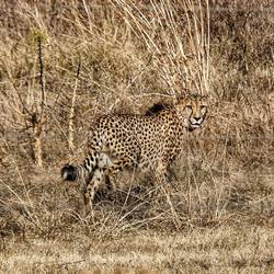 Der Gephard hat die Antilopen verfehlt