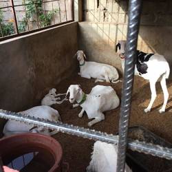 New Born Lamb And Other Goats
