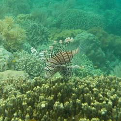 Parade der Rotfeuerfische
