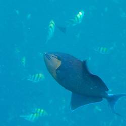 Ein von den tausenden blauen Drückerfischen