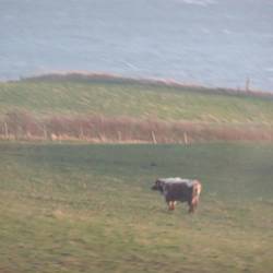 leider unscharfe Kuh