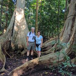 Die Riesenbäume und wir