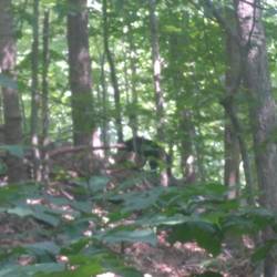 Bear spotted!!