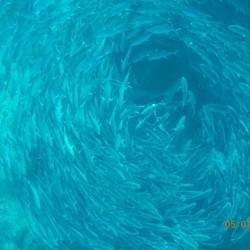 Der unglaubliche Fischstrudel