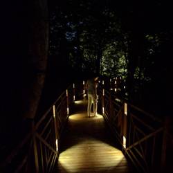 Beleuchteter Dschungelpfad