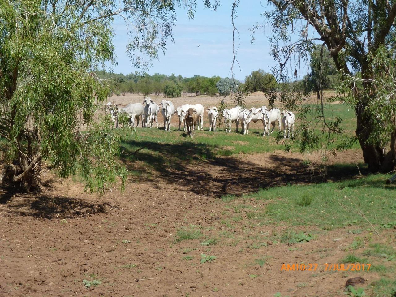 Young cows full of curiosity!