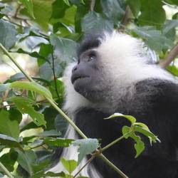Black & White Colobus Monkey