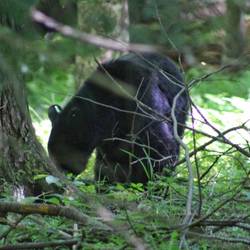 Momma bear , how are you?