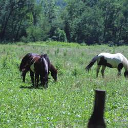 "Wild horses couldn't drag me away"