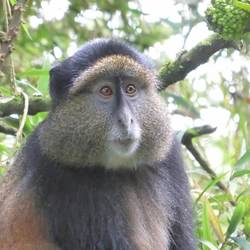 Golden Monkey