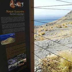 Roque Guayedra