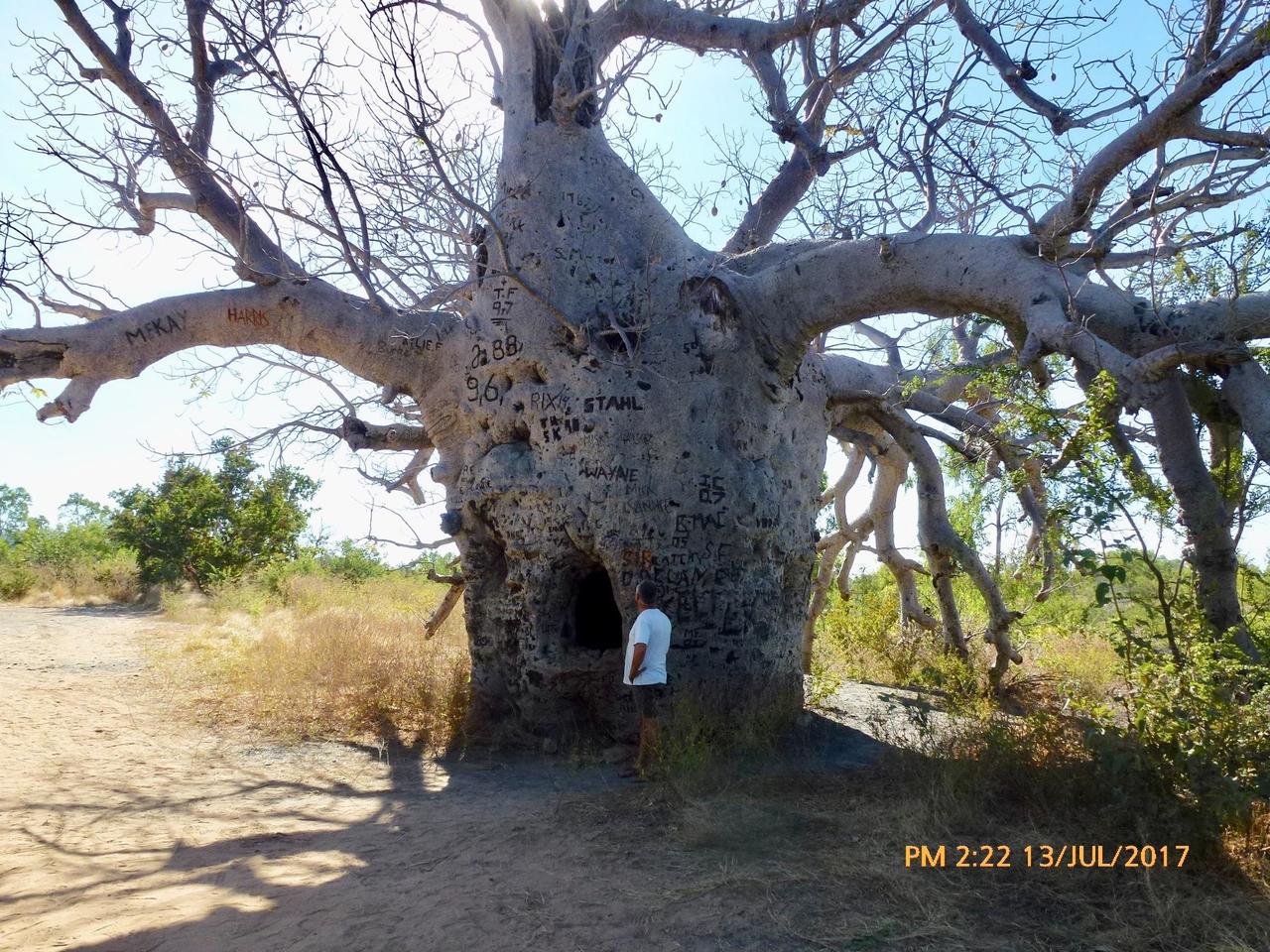 Another prison Boab Tree near Diggers Rest