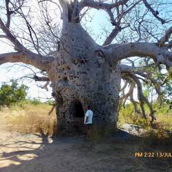 Another prison Boab Tree near Diggers Rest