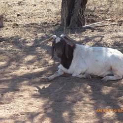 One of the friendly goats