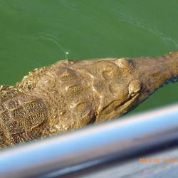 A closeup - he was right below my seat