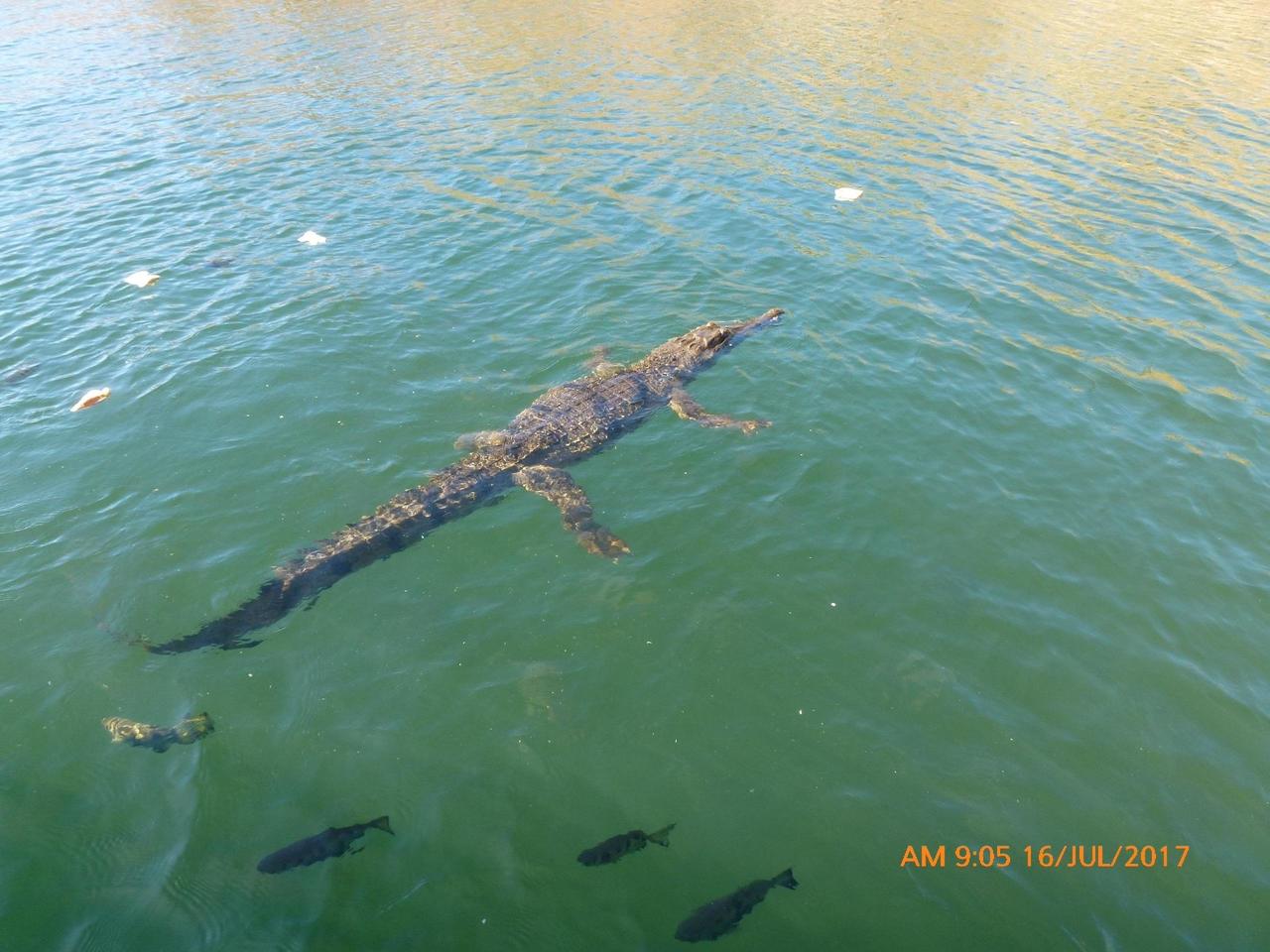 A curious freshwater croc and archer fish being fed bread