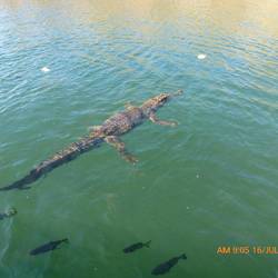 A curious freshwater croc and archer fish being fed bread