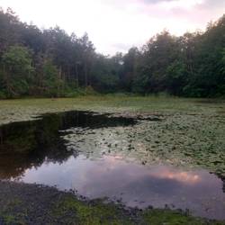 A small pond next to the trail