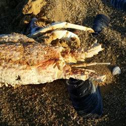 Crayfish shell