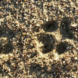 Jackal footprints