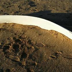 Whale rib bone