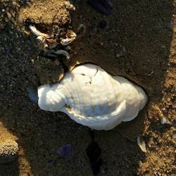 Nice 🐚