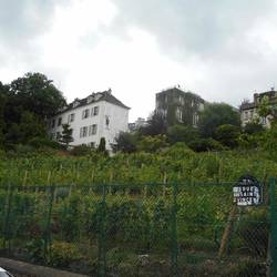 the worlds most expensive wine is made from this little vinyard apparently