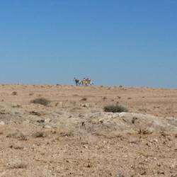 Some Mountain Zebra