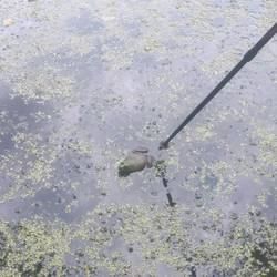 Julia disturbing animals part 563, this time a frog